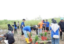 Students of Community Service Plant 1,250 Mangrove Seedlings in South Teluk Betung