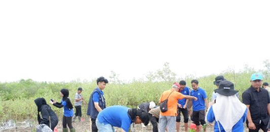 Students of Community Service Plant 1,250 Mangrove Seedlings in South Teluk Betung
