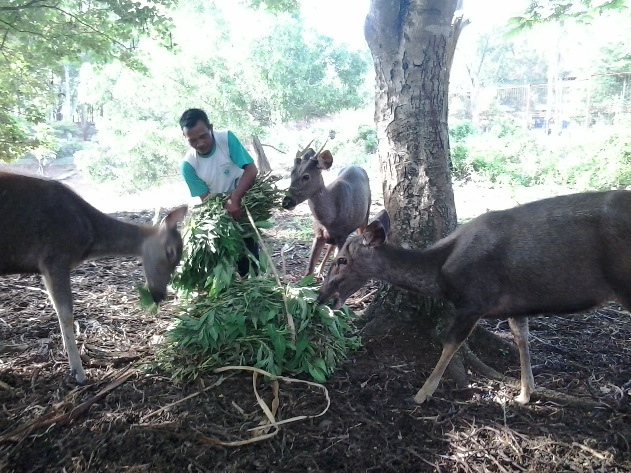 Berjumpa Lingga di Kandang Rusa