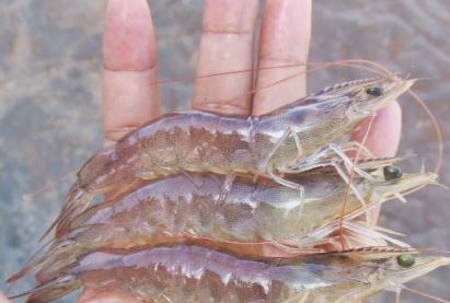 200 Petambak Udang Ikut Penyuluhan