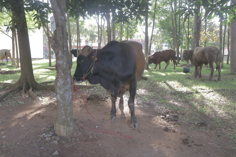 Unila Qurban 14 Sapi dan 2 Kambing