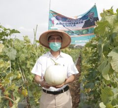 Panen Perdana dan Grand Launching Kebun Agrowisata Melon Unila