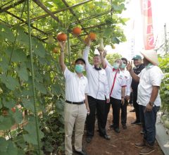 Panen Perdana dan Grand Launching Kebun Agrowisata Melon Unila