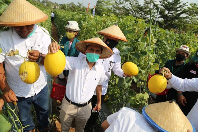 Unila Hadirkan Agrowisata Melon Tengah Kota  