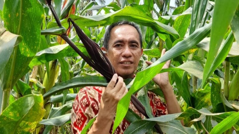 Biofortifikasi Tanaman Jagung, Inovasi Dosen FP Unila Atasi Stunting