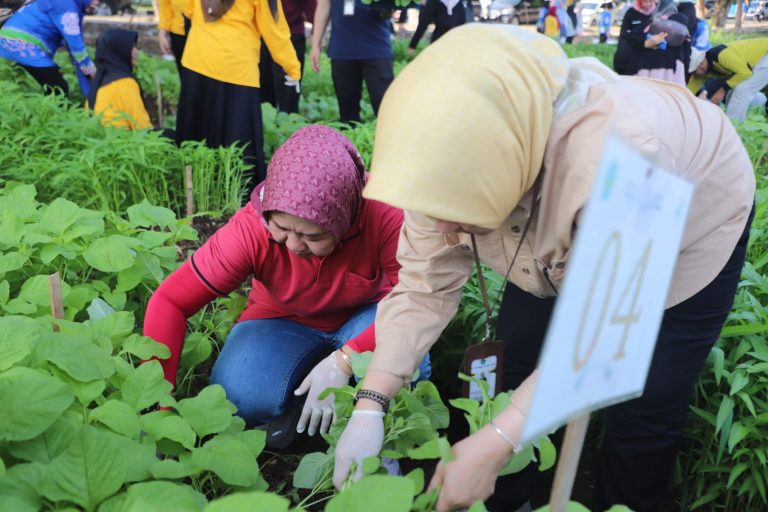 Unila Panen Raya Sayuran Sambut Dies Natalis ke-59