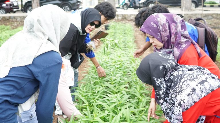 DWP Gelar Panen Sayur di Lahan RSPTN