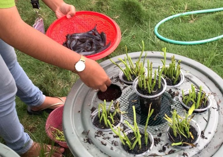 Mahasiswa KKN Kenalkan Budikdamber Aquaponik Kembangkan Potensi Sektor Perikanan