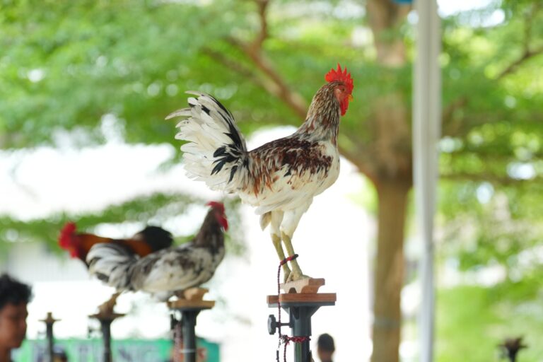 Kontes Nasional Ayam Pelung dan Ayam Ketawa Warnai Semarak Dies Natalis ke-60 Unila