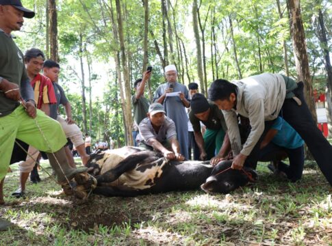 Unila Distribusikan 3.446 Kupon Daging Kurban pada Iduladha 1447 H